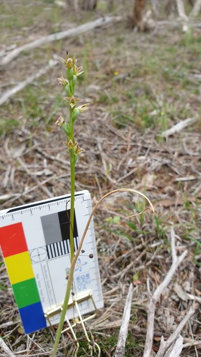 Prasophyllum fecundum, photographed by Rosalie Lawrence