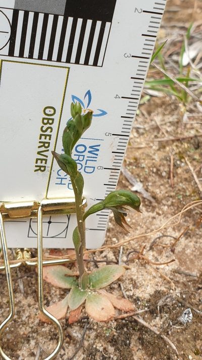 Pterostylis pusilla, photographed by Rosalie Lawrence