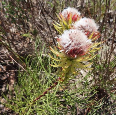 Serruria phylicoides, photographed by linkie