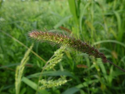 Setaria viridis, photographed by Gabriel Mayrhofer