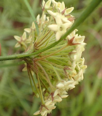 Sisyranthus trichostomus, photographed by Peter Warren