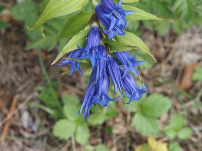 Gentiana asclepiadea, photographed by Michael Knapp