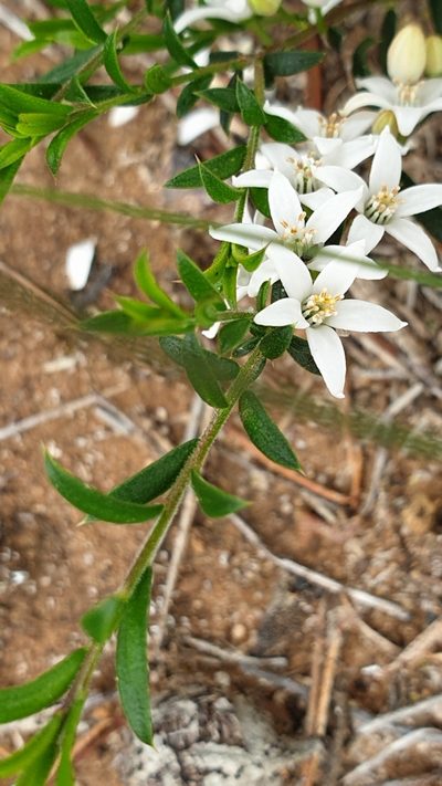 Philotheca pungens, photographed by Rosalie Lawrence