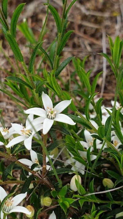 Philotheca pungens, photographed by Rosalie Lawrence