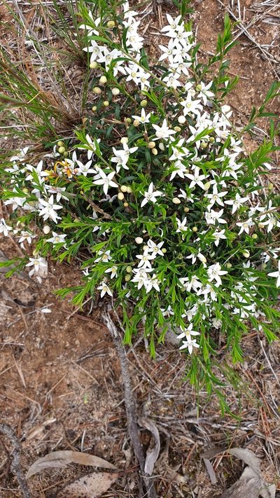 Philotheca pungens, photographed by Rosalie Lawrence