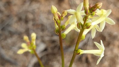Stackhousia aspericocca, photographed by Rosalie Lawrence