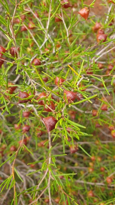 Dodonaea hexandra, photographed by Rosalie Lawrence