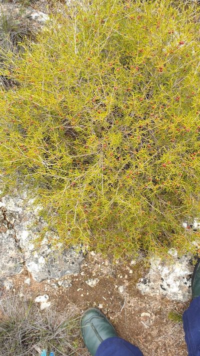 Dodonaea hexandra, photographed by Rosalie Lawrence