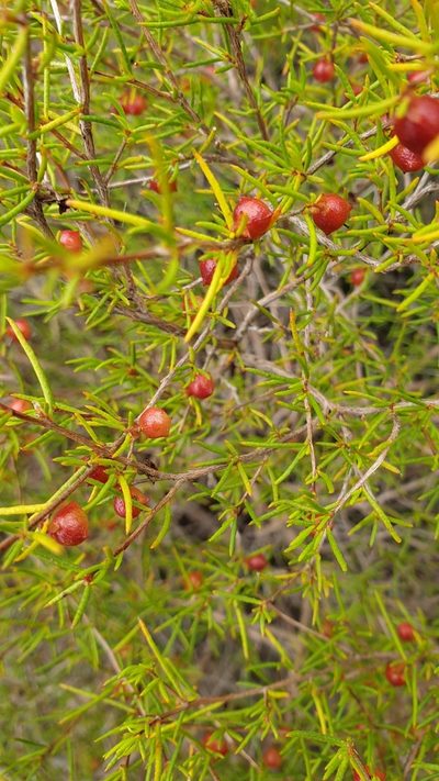 Dodonaea hexandra, photographed by Rosalie Lawrence