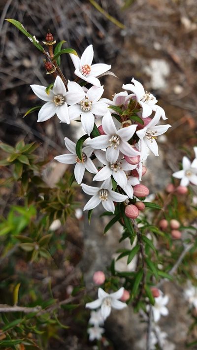Philotheca pungens, photographed by Rosalie Lawrence