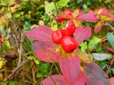 Cornus suecica, photographed by Norrland