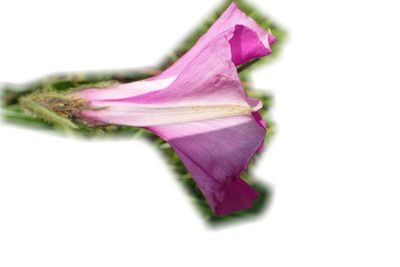 Ipomoea pellita, photographed by Peter Warren