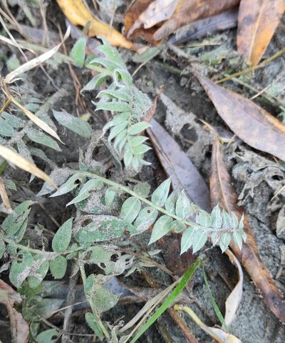 Oxytropis strobilacea, photographed by Юлия