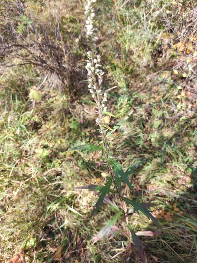 Artemisia integrifolia, photographed by Юлия
