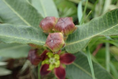 Pachycarpus concolor, photographed by Peter Warren