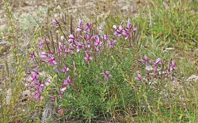 Epilobium fleischeri, photographed by Christoph Moning