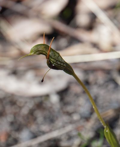 Pterostylis barbata, photographed by John Van Den Nouwelant