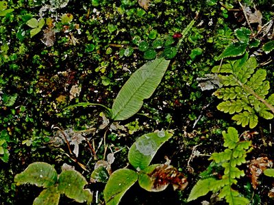 Pteris deltodon, photographed by Jacy Chen