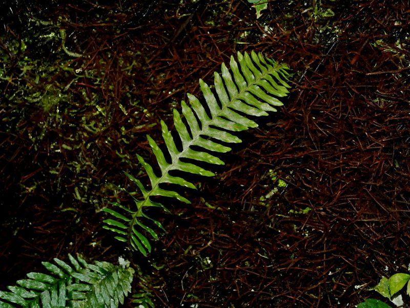Prosaptia obliquata, photographed by Jacy Chen