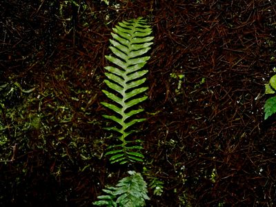 Prosaptia obliquata, photographed by Jacy Chen