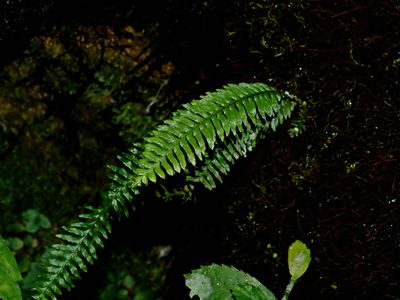 Prosaptia obliquata, photographed by Jacy Chen