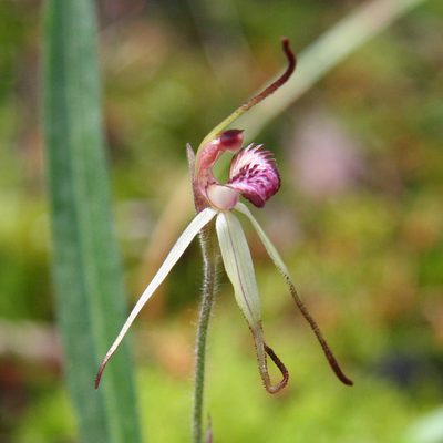 Caladenia oenochila, photographed by yatesy