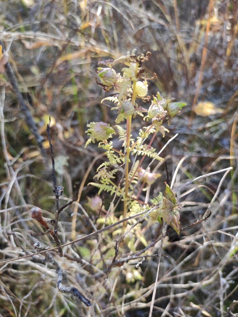Pedicularis myriophylla, photographed by Юлия