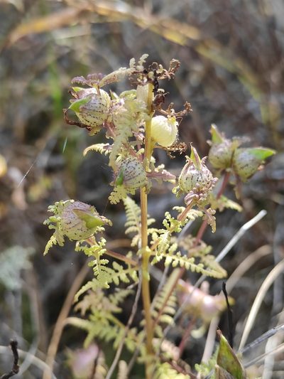 Pedicularis myriophylla, photographed by Юлия