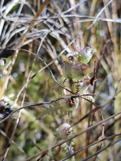 Pedicularis myriophylla, photographed by Юлия