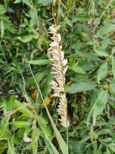 Melica altissima, photographed by Анна Митрошенкова