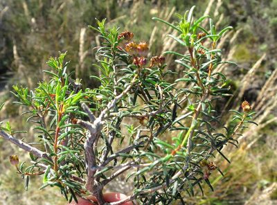 Agathosma foetidissima, photographed by Di Turner