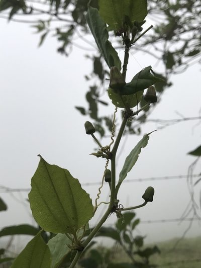 Passiflora cuspidifolia, photographed by Nicolás Baresch Uribe