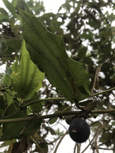 Passiflora cuspidifolia, photographed by Nicolás Baresch Uribe