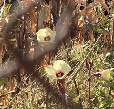 Abelmoschus esculentus, photographed by helen1688