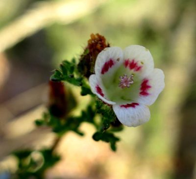Anisodontea dissecta, photographed by Di Turner