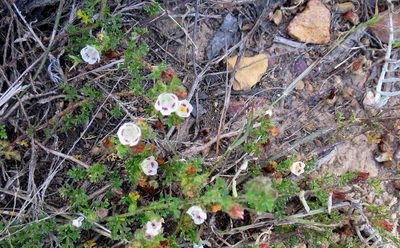 Anisodontea dissecta, photographed by Di Turner