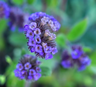 Phacelia brachyantha, photographed by Nicolás Villaseca Merino