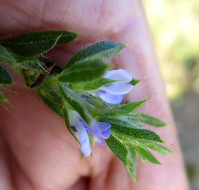 Psoralea pungens, photographed by Di Turner