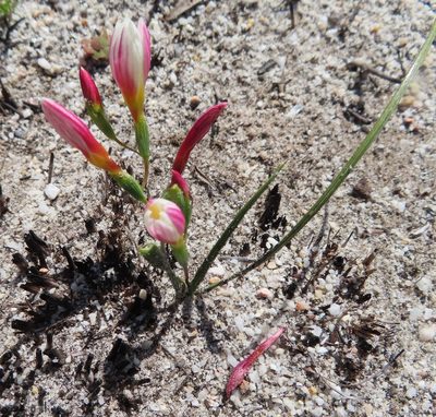 Geissorhiza hispidula, photographed by linkie