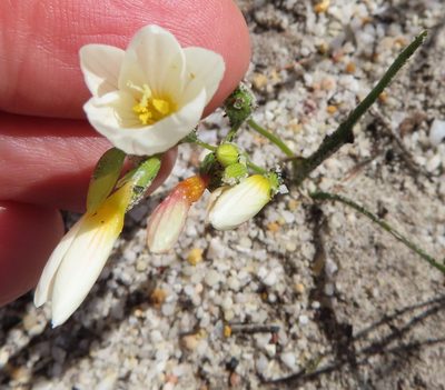 Geissorhiza hispidula, photographed by linkie