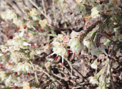 Erica xeranthemifolia, photographed by linkie