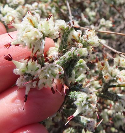 Erica xeranthemifolia, photographed by linkie