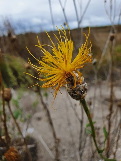 Centaurea chartolepis, photographed by Анна Митрошенкова