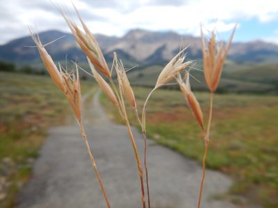 Danthonia californica, photographed by Matt Lavin