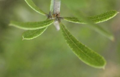 Psoralea racemosa, photographed by Nicola van Berkel
