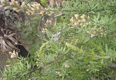 Psoralea racemosa, photographed by Nicola van Berkel