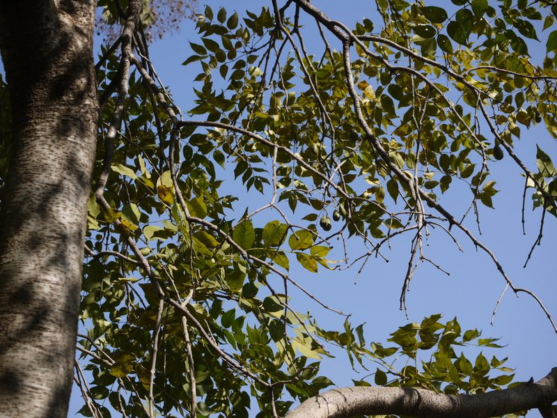 Schrebera swietenioides, photographed by Dinesh Valke