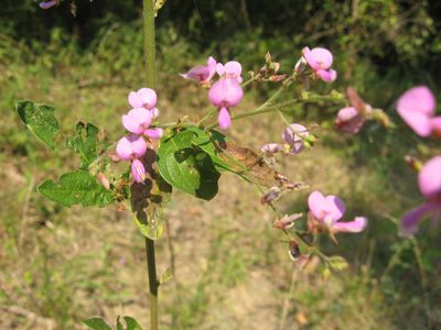 Desmodium nuttallii, photographed by Mason Brock