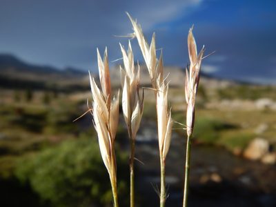 Danthonia intermedia, photographed by Matt Lavin