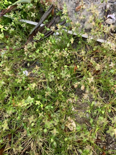 Sagina micropetala, photographed by Dave Richardson
